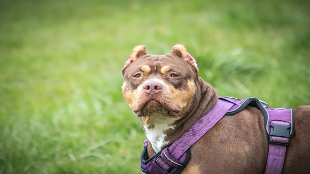 Padrão Pocket American Bully