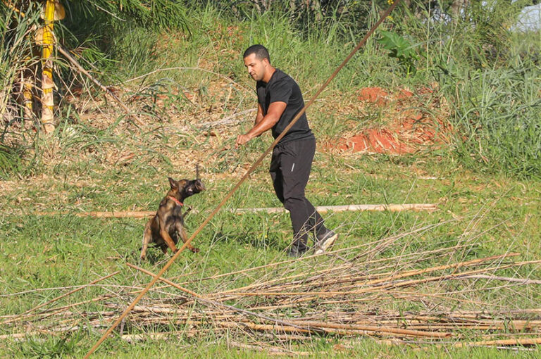 Cães com 300M receptores olfativos turbinam segurança