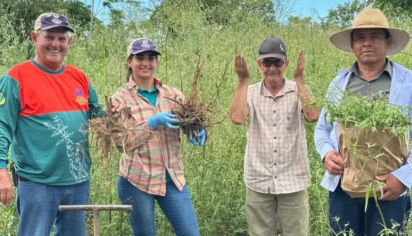 Ginseng de Querência do Norte obtém 1ª IG e projeta exterior