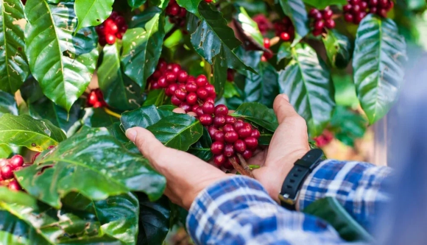 Sebrae: 54% dos produtores de café são pequenos negócios